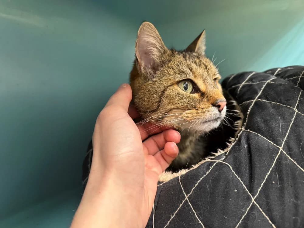 GAUFRETTE A17323, female senior mixed breed for adoption at SPA Orgeval, Orgeval