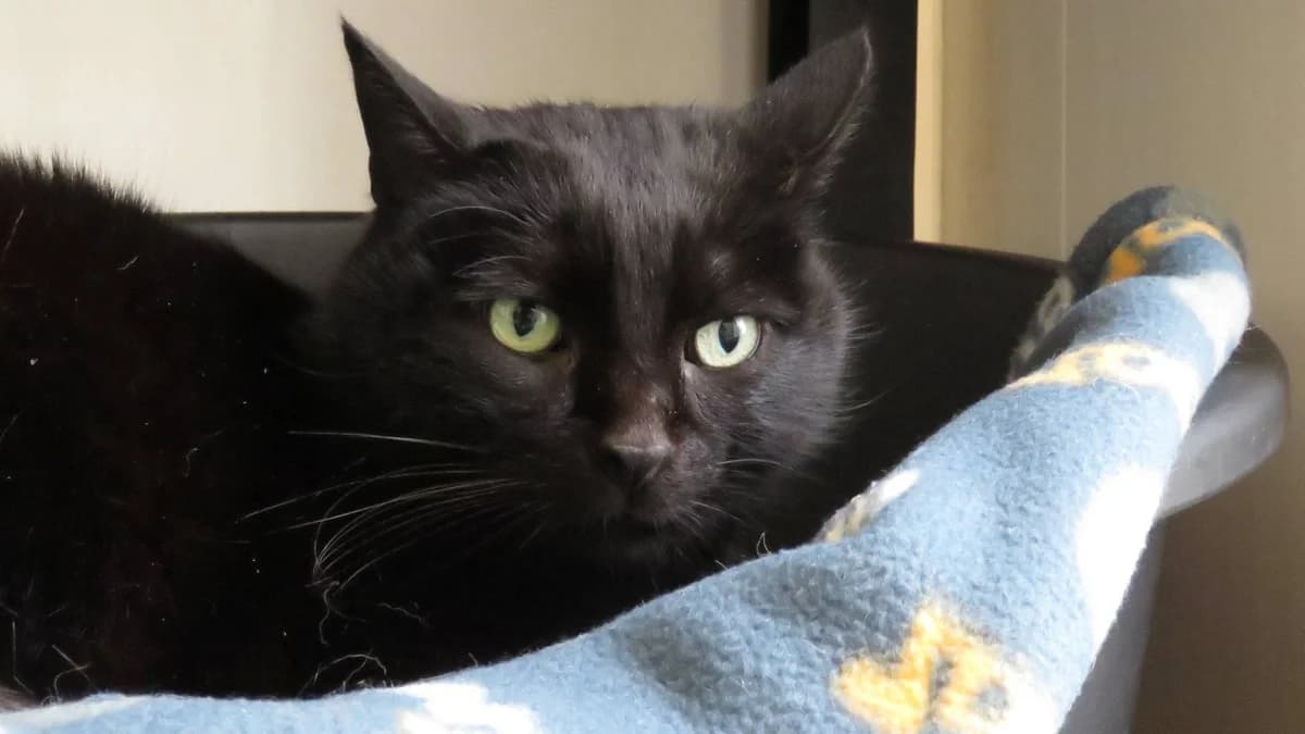 BLACKIE,  (SPA Gennevilliers (Grammont))