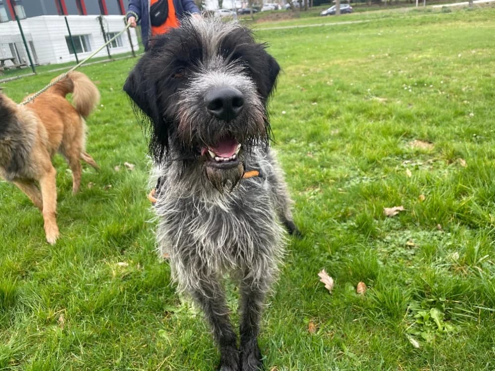 SHERLOCK, Mixed Breed (Bouguenais))