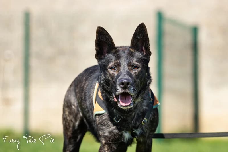 SULTAN, male Mixed Breed for adoption at SPA Montluçon, Montlucon