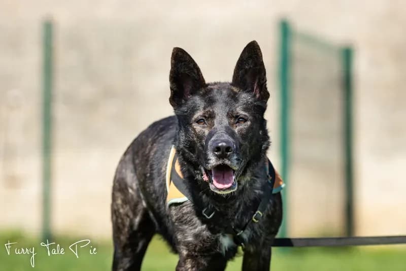 SULTAN, male Mixed Breed for adoption at SPA France, Paris — photo 3 of 4