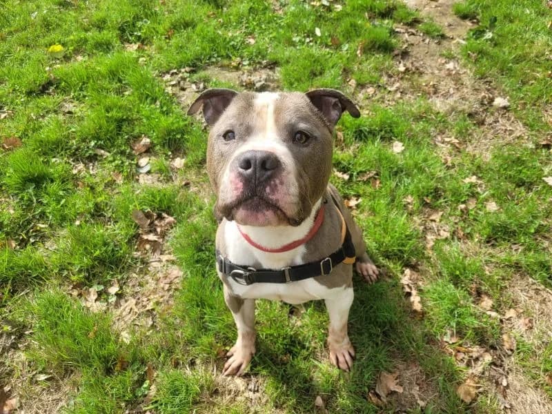 OBELIX, male 7yo American Staffordshire Terrier for adoption at Bouguenais), Nantes
