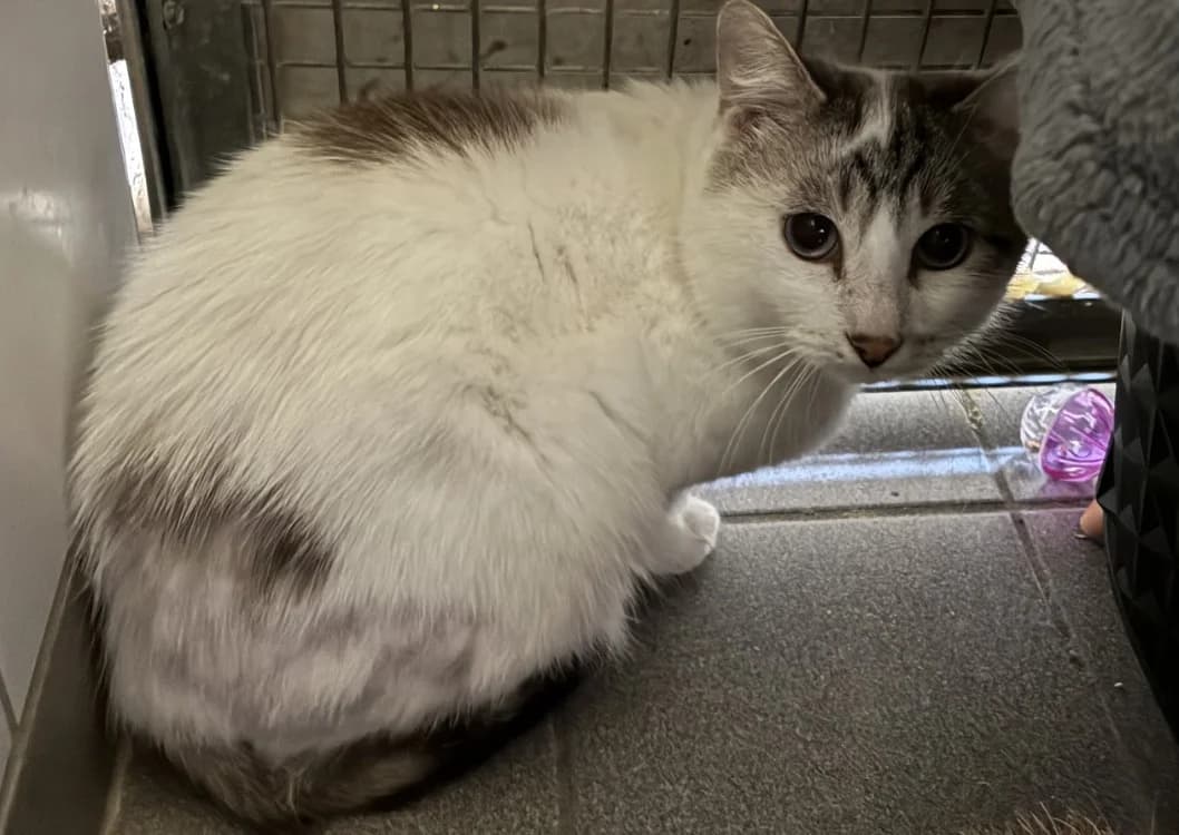 HARRY,  (SPA Cluses)