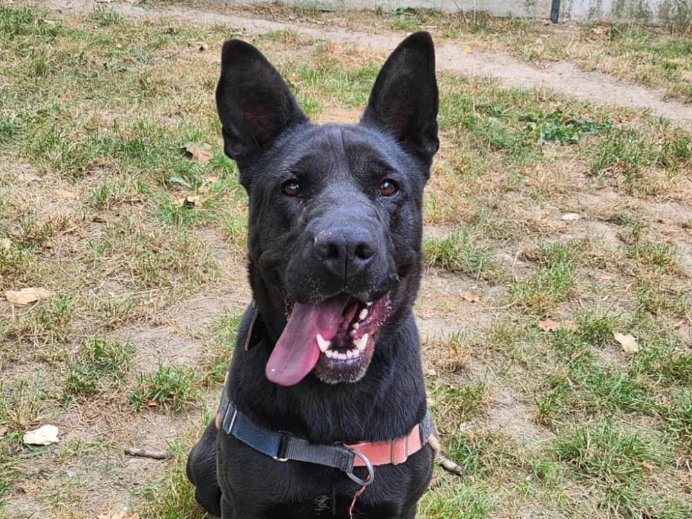 IRIS, Shar Pei (SPA Mont-de-Marsan)