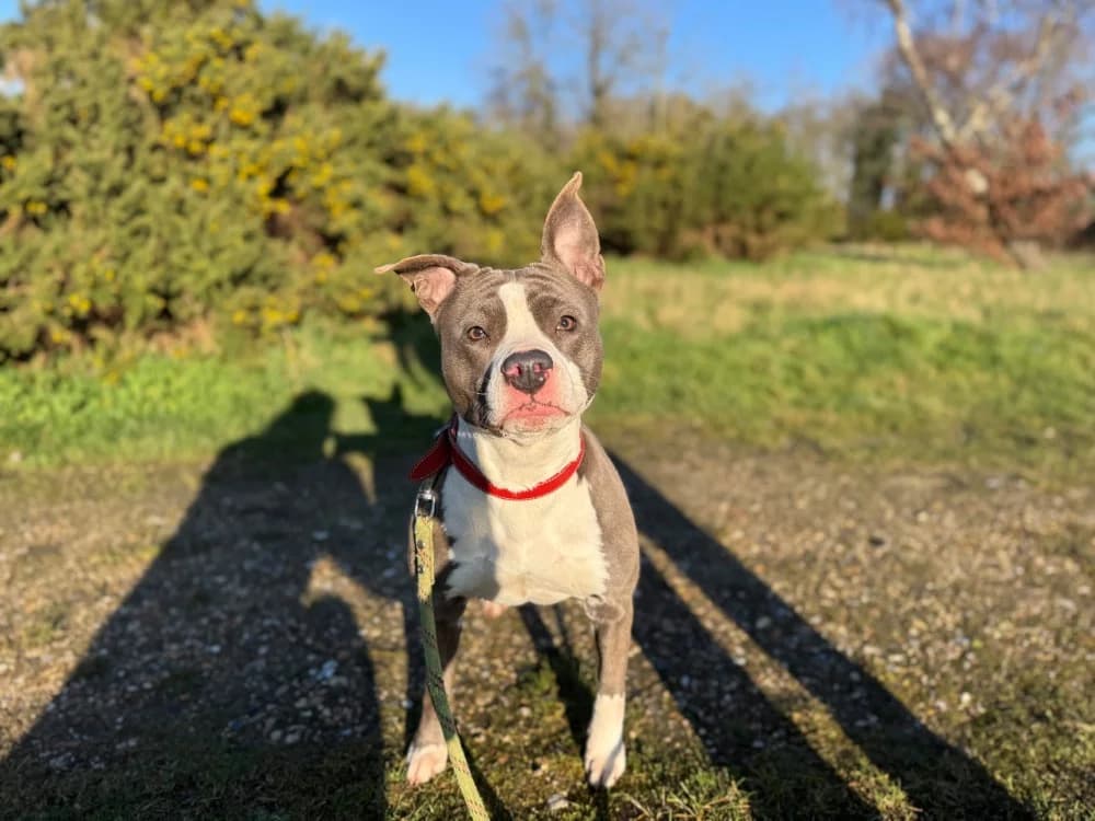 TANIA, female 4yo American Staffordshire Terrier for adoption at SPA Orgeval, Orgeval
