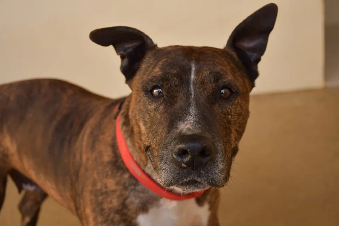 Jenna, brown_chocolate female American Staffordshire Terrier for adoption at SPA Perpignan, Perpignan