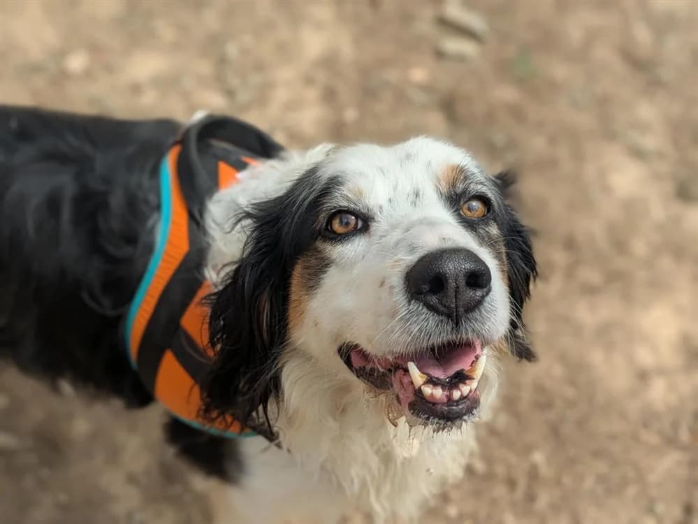 NIKIE, Brittany Spaniel (SPA Rennes)
