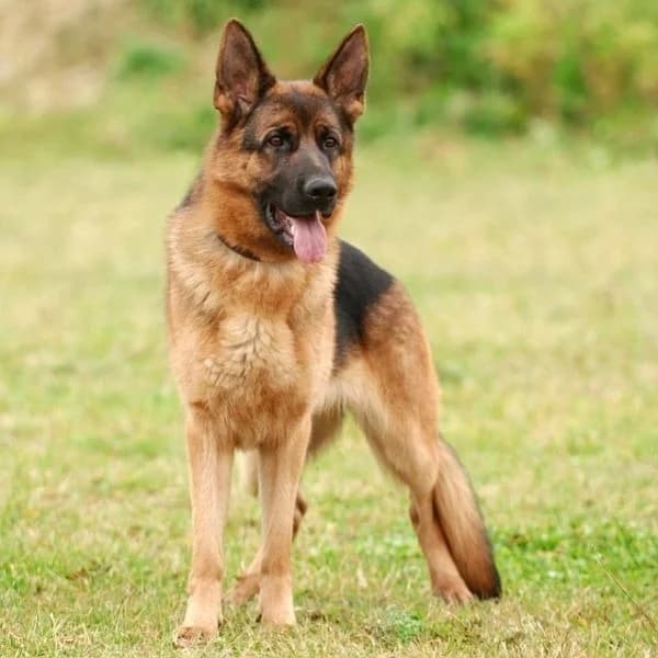 KRATOS, German Shepherd (Gerhard Cramer))