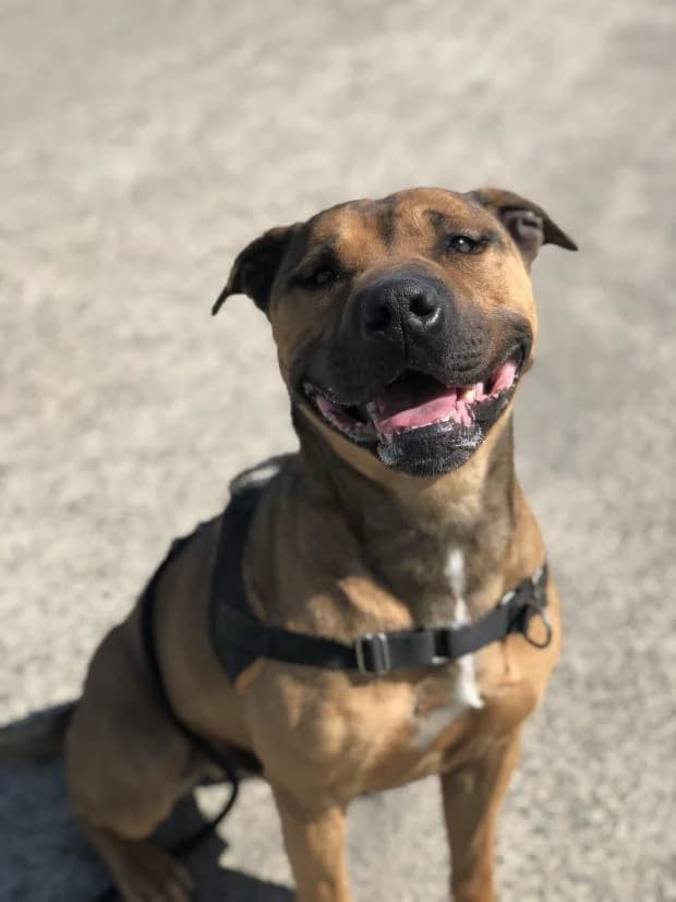 Tyson, male Mixed Breed for adoption at Fondation Brigitte Bardot, Paris