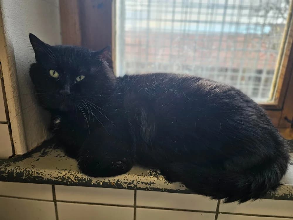 Oggy, male mixed breed for adoption at Arry