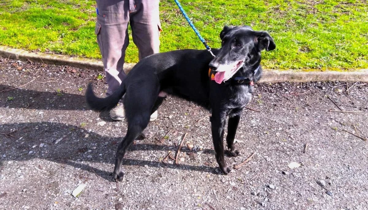 REGLISSE, male 6yo Mixed Breed for adoption at SPA Le Mans (Yvré-L'Évêque)