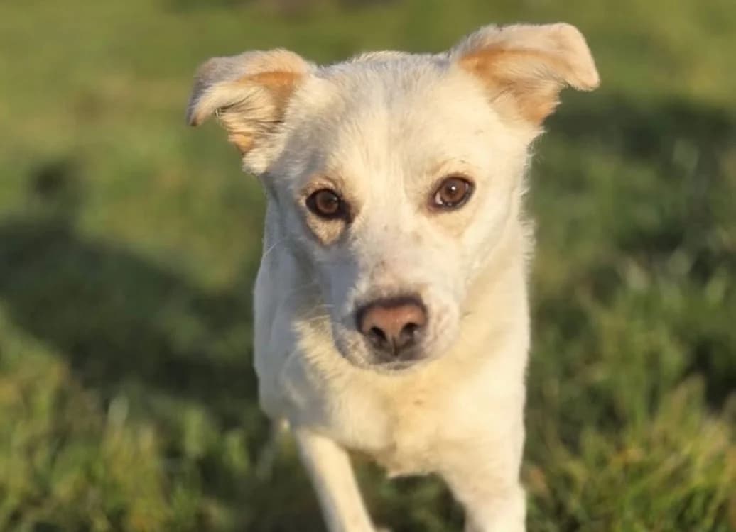 Chance, female mixed breed for adoption at Gerhard Cramer), Arry