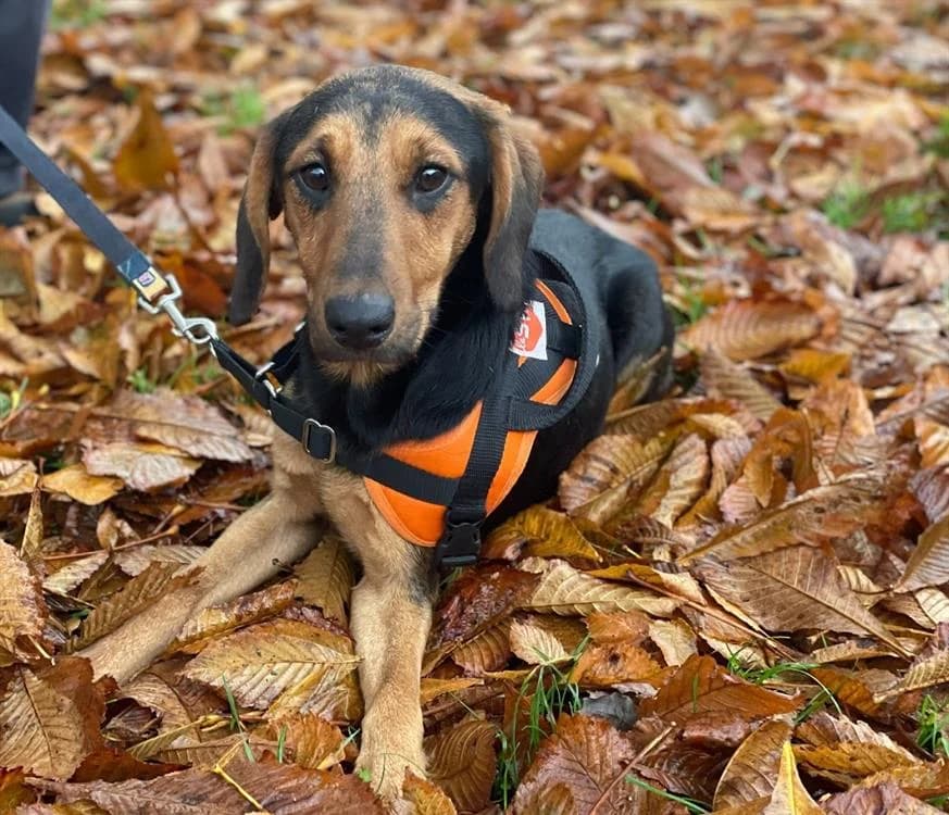 UKYO, unknown male Mixed Breed for adoption at SPA Le Mans (Yvré-L'Évêque)