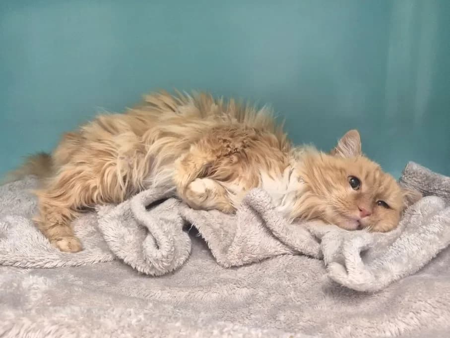 Myrtille, unknown female mixed breed for adoption at SPA Mont-de-Marsan, De Marsan — photo 2 of 2