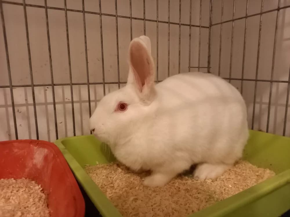 Pearl, female mixed breed for adoption at SPA Beaurepaire-en-Bresse, Beaurepaire