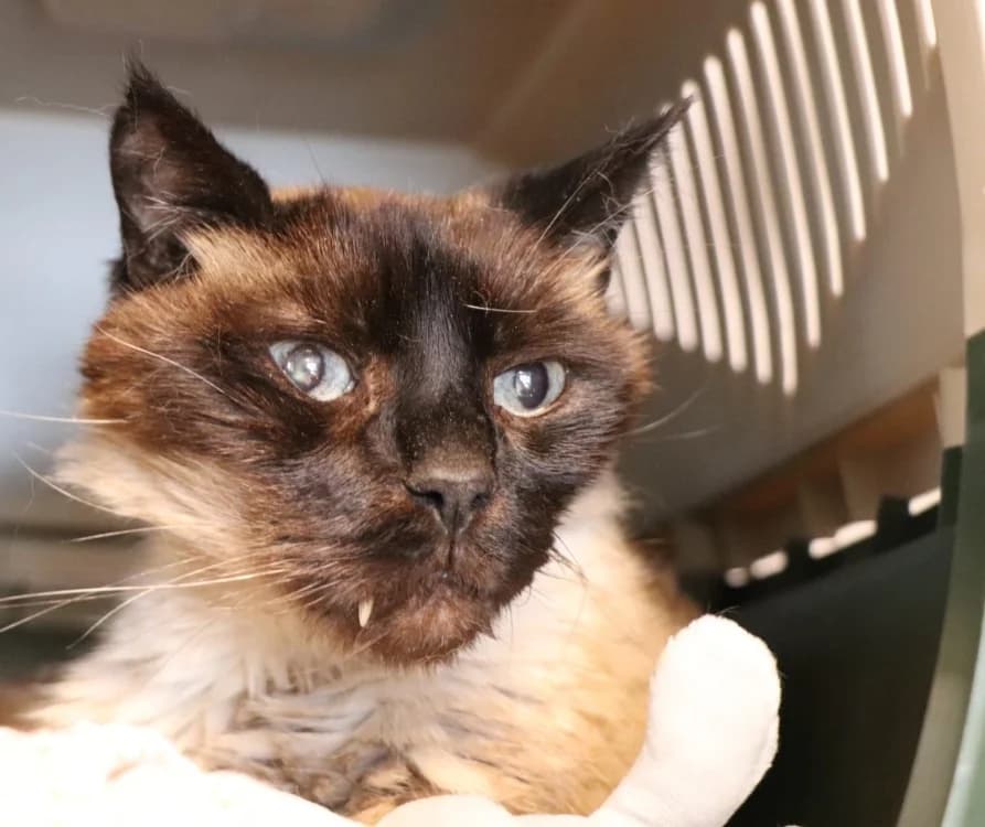 OSCAR, male senior Siamese for adoption at SPA Beaurepaire-en-Bresse, Beaurepaire