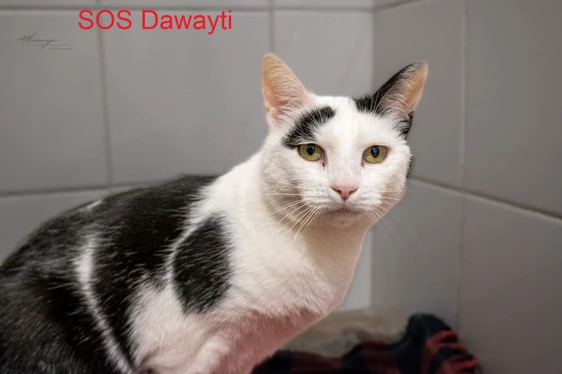 DAWAYTI, male mixed breed for adoption at Poulainville