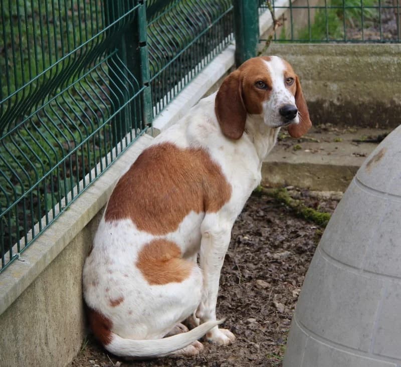 BOUNTY, male young Mixed Breed for adoption at SPA Mirepoix, Mirepoix