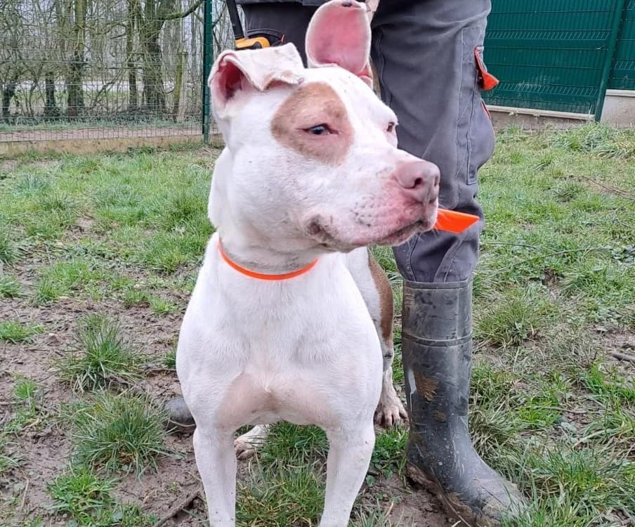 pacman, male Mixed Breed for adoption at Gerhard Cramer), Arry