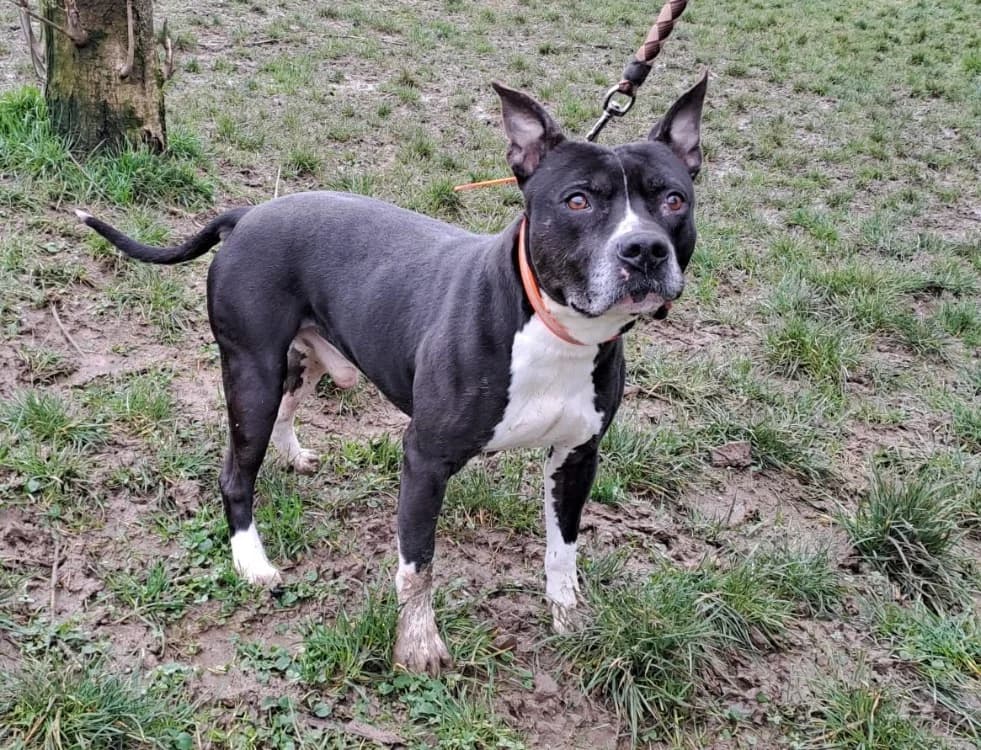 charo, male Mixed Breed for adoption at Gerhard Cramer), Arry
