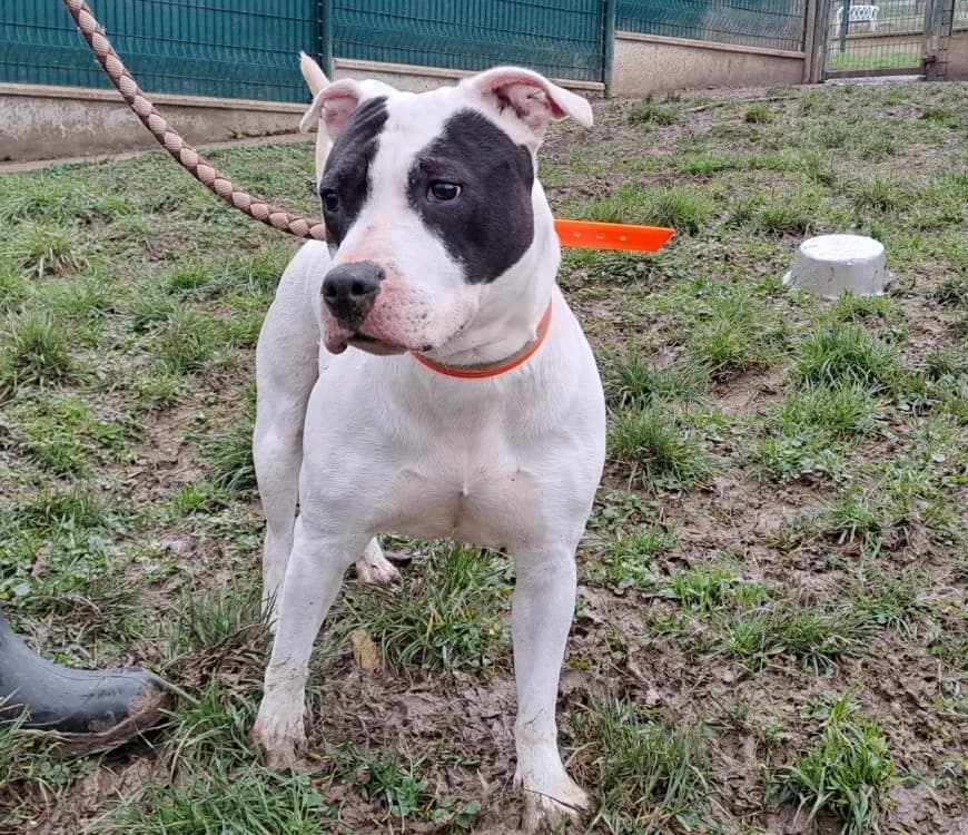 pasta, female 5yo Mixed Breed for adoption at Gerhard Cramer), Arry