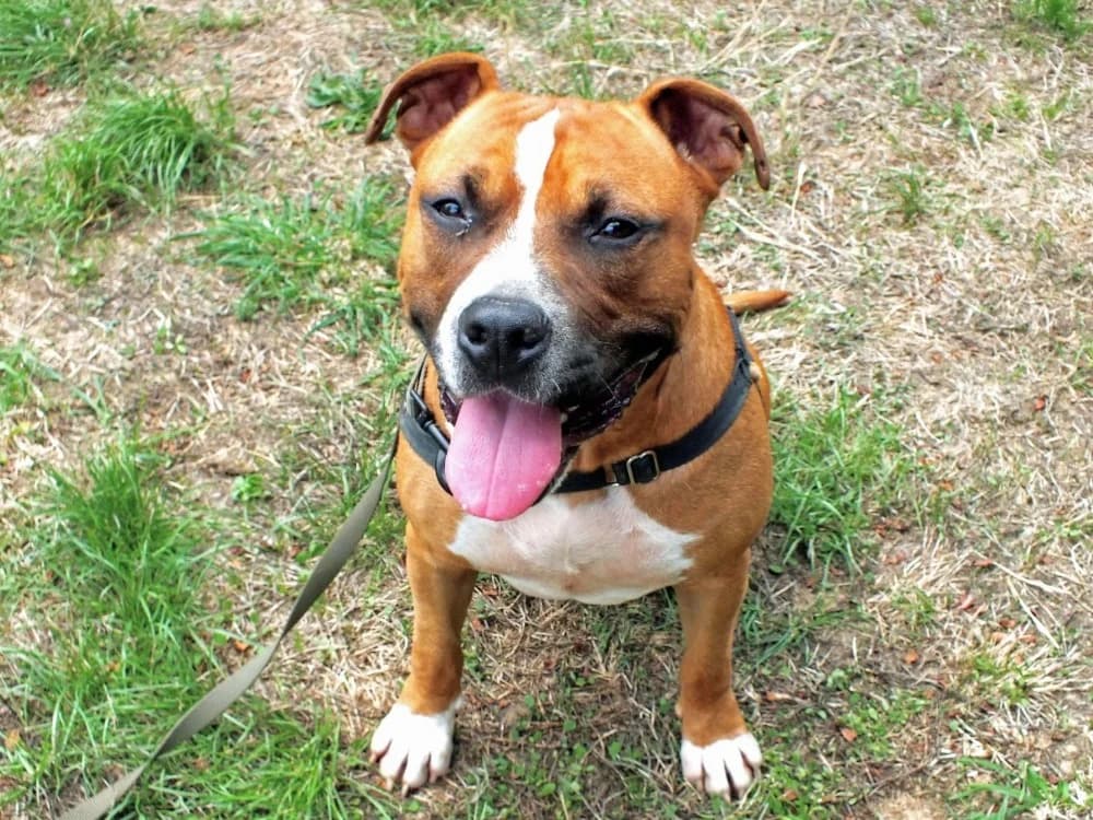 UMAKE, brown_chocolate male American Staffordshire Terrier for adoption at SPA Rennes, Rennes