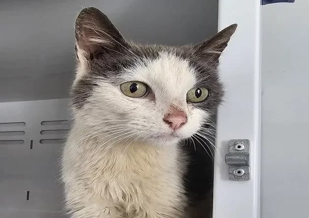 ELTON (réservé), male mixed breed for adoption at Bouguenais), Nantes photo 2