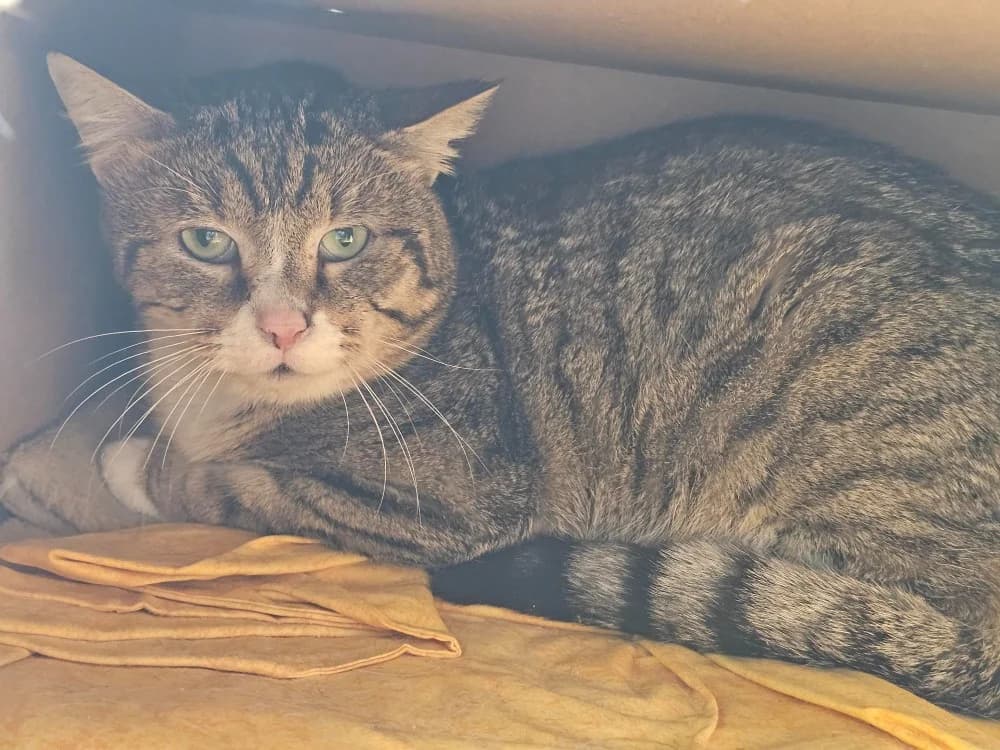 voyou, male 5yo mixed breed for adoption at Gerhard Cramer), Arry