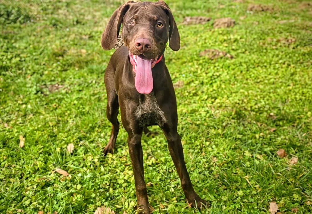 Naika, female young Pointer for adoption at SPA Vichy (Brugheas), Vichy