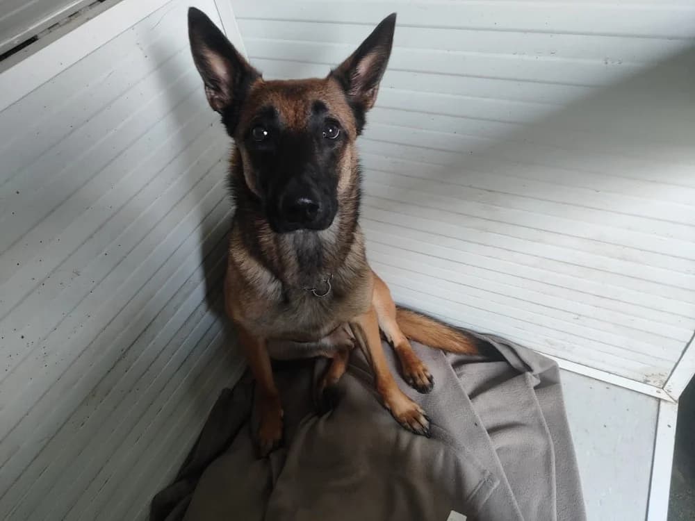 PAQUERETTE, Belgian Malinois (SPA Gennevilliers (Grammont))