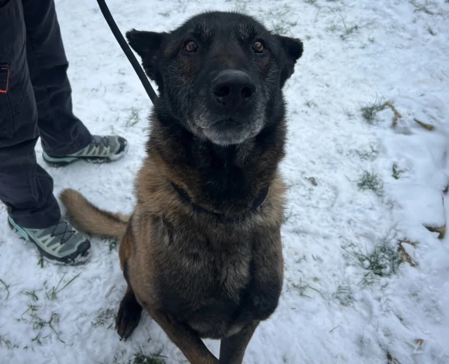 MABROUK, male Belgian Malinois for adoption at Gerhard Cramer), Arry