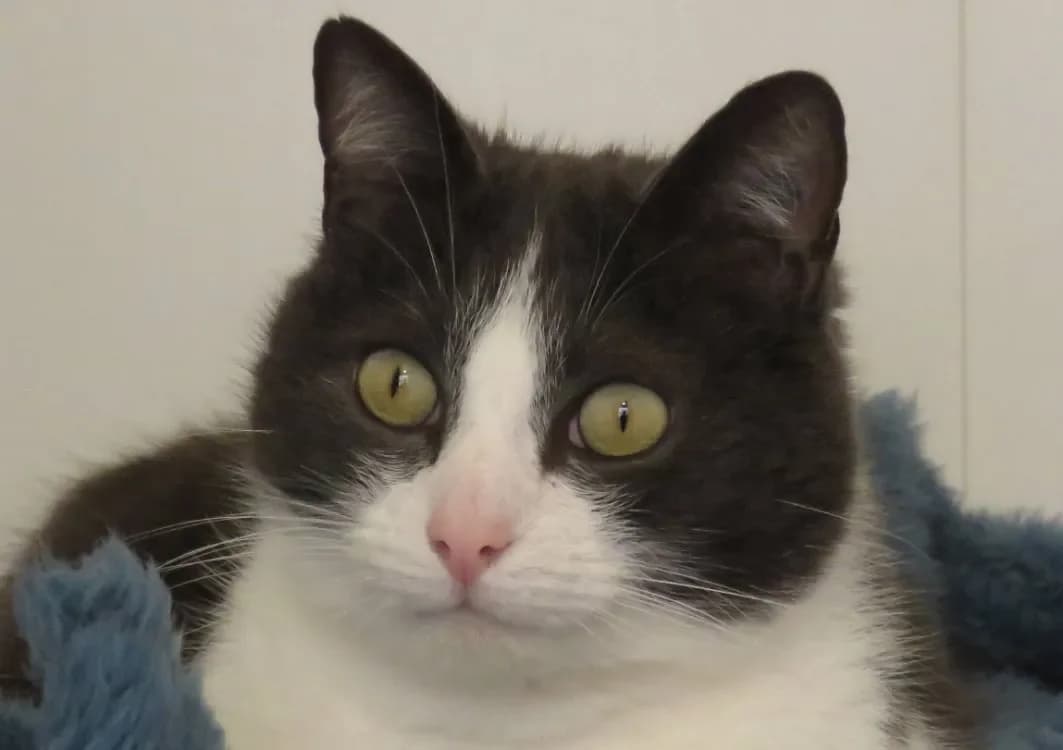 NOLPHY ( reservé ) photo 2