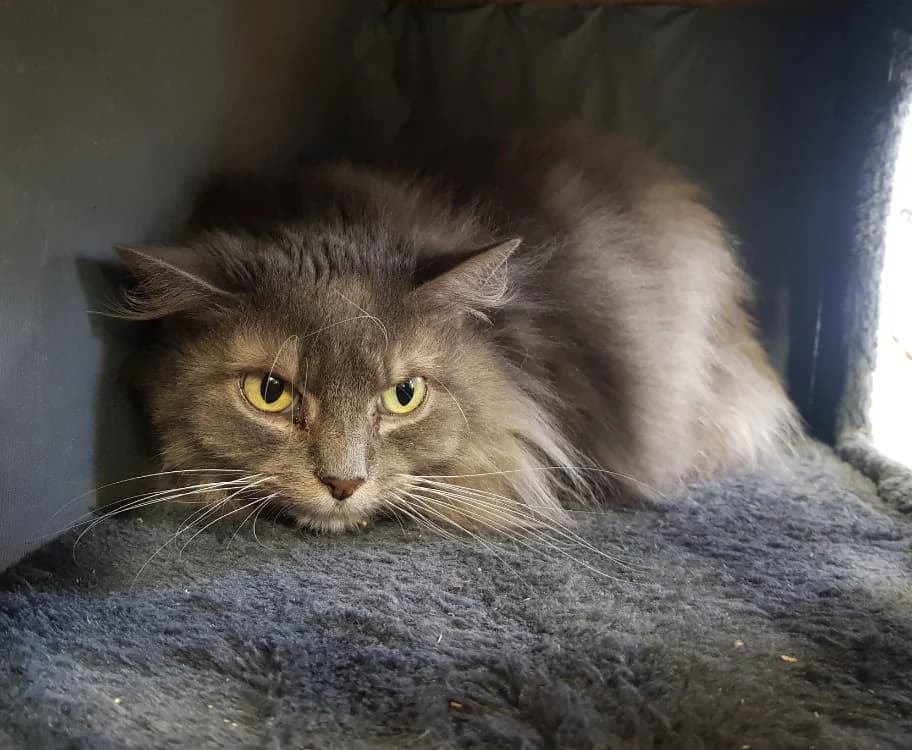 Maico, female mixed breed for adoption at SPA Briançon, Briancon