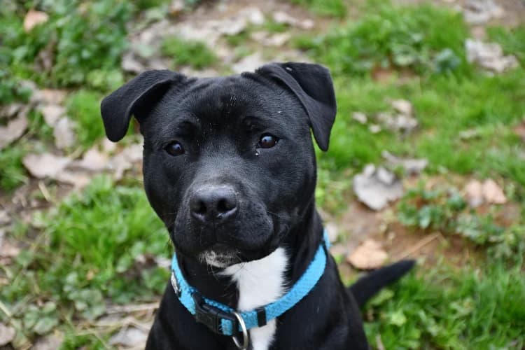 DOUG (en cours d'adoption), male young mixed breed for adoption at SPA Inzinzac-Lochrist, Inzinzac