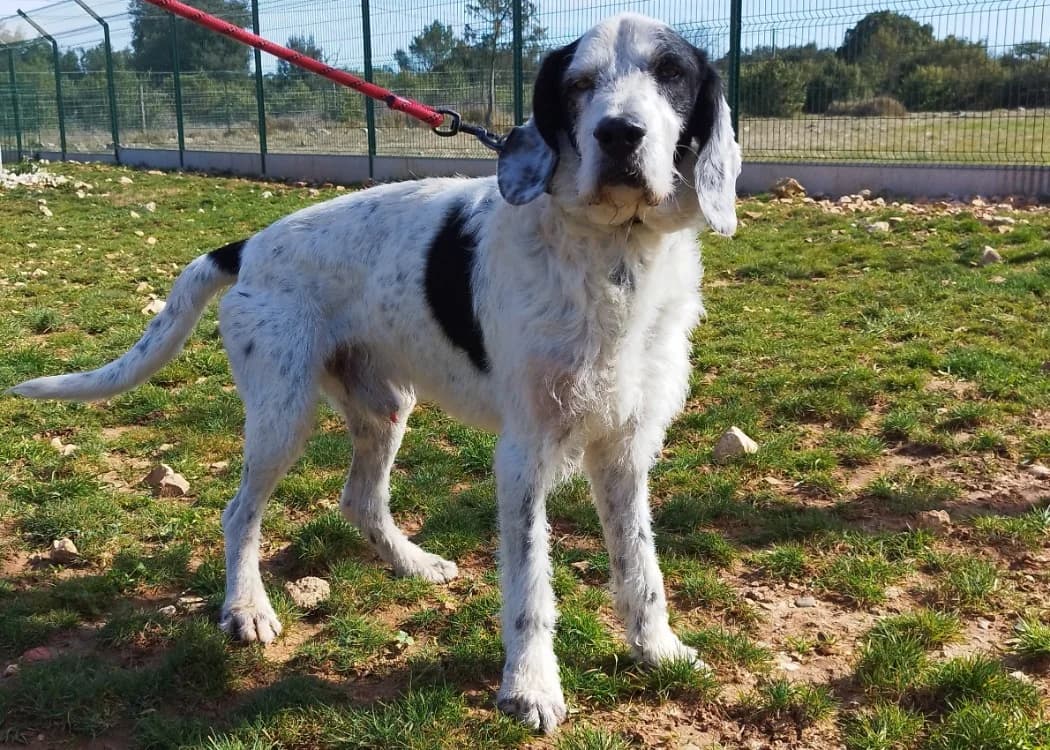 hiro, male 5yo mixed breed for adoption at Vallerargues), Ales