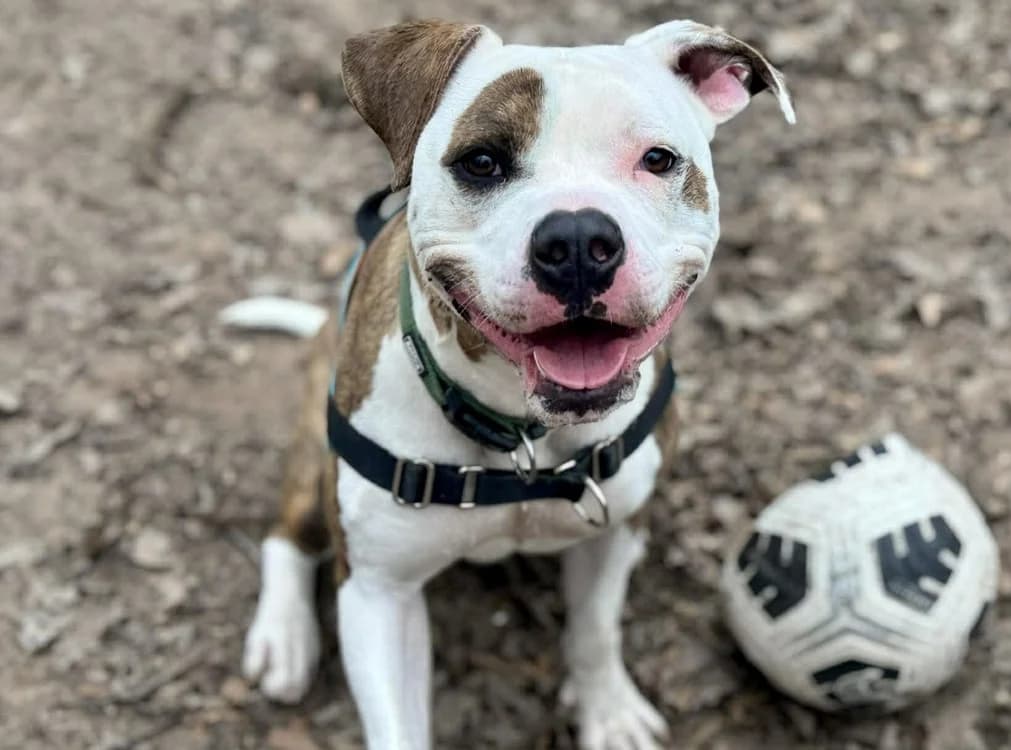 URKO, male Mixed Breed for adoption at SPA Forbach, Forbach