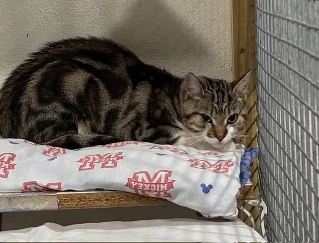 ARROW, male mixed breed for adoption at Voillecomte