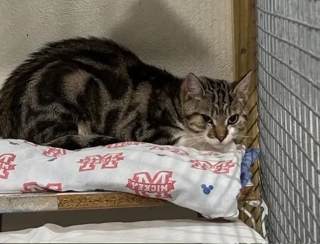 ARROW, male mixed breed for adoption at SPA France, Paris photo 2