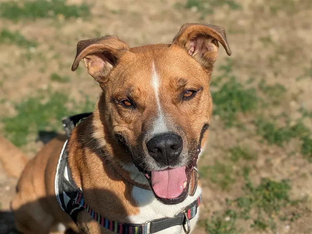 MINUS, male Labrador Retriever for adoption at SPA Rennes, Rennes