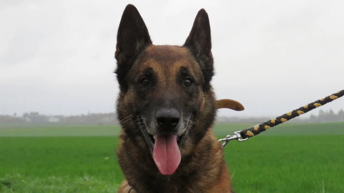 MAXON, Belgian Malinois (SPA Chilleurs-aux-Bois)