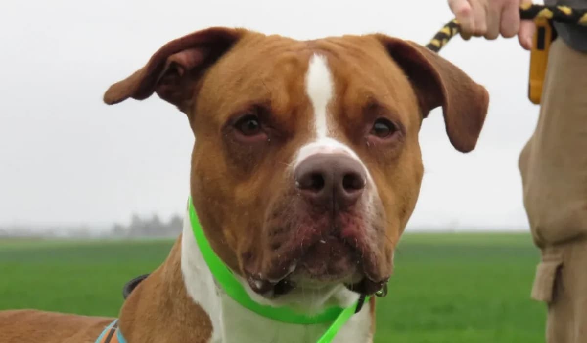 LEEROY ( reserve) photo 2