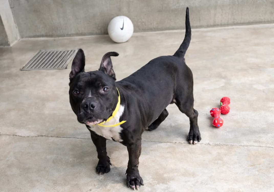 PILOU, male 7yo Mixed Breed for adoption at SPA Troyes, Troyes
