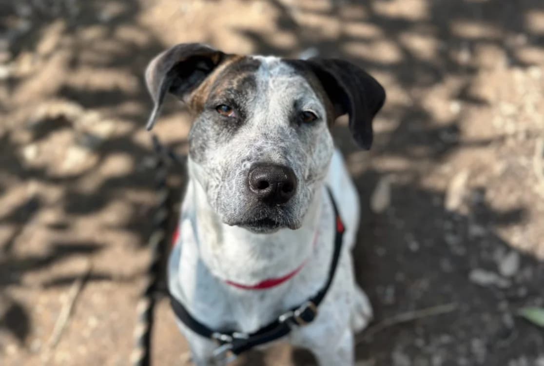 SHELBY, female Pointer for adoption at SPA Château-d'Olonne