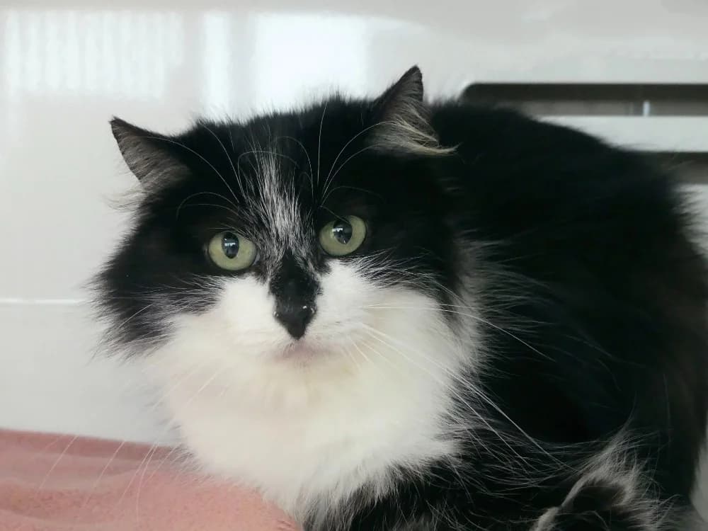 ROSE, female mixed breed for adoption at Ardennes