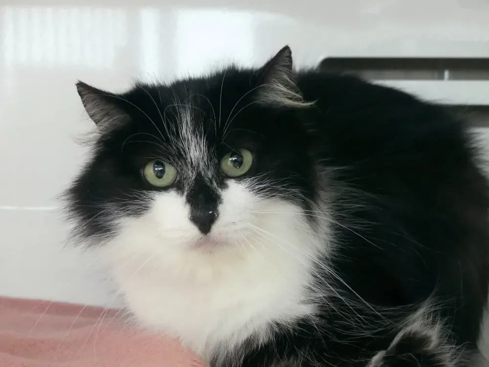 ROSE, female mixed breed for adoption at Maubert-Fontaine), Ardennes photo 2