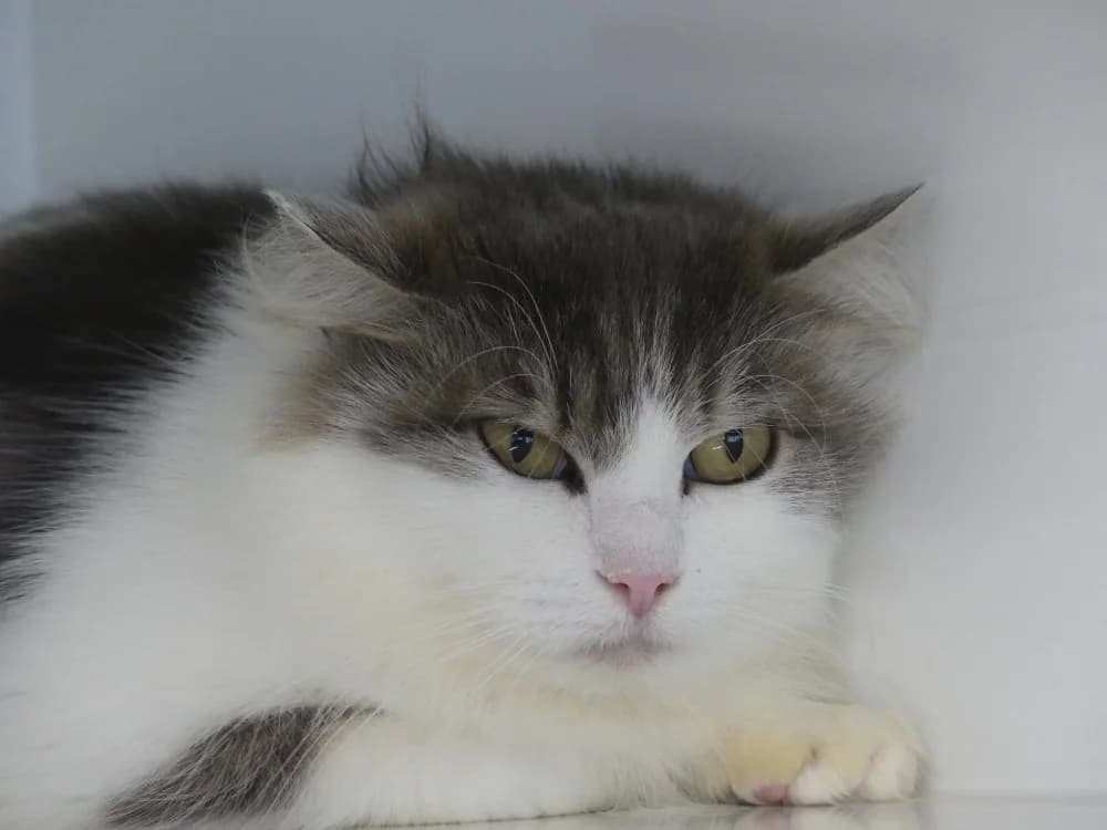 LILA,  (Maubert-Fontaine))