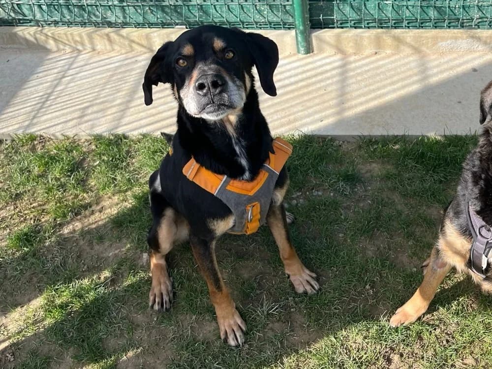 MALIN, Labrador Retriever (SPA Rennes)