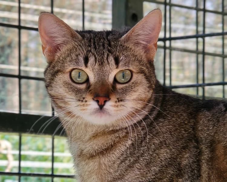 SUSHI, male European Shorthair for adoption at SPA Vichy (Brugheas), Vichy