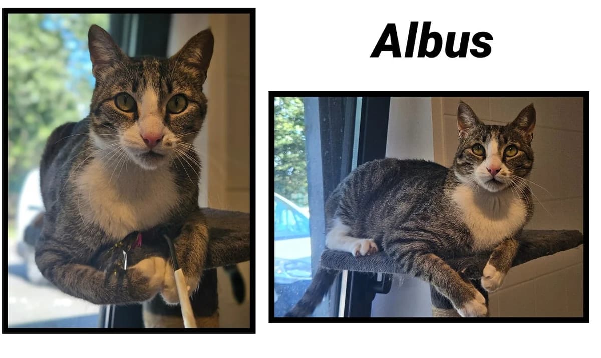 ALBUS,  (SPA Cherbourg (Cotentin))