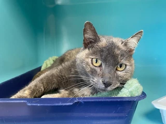 PLUME fiv +, grey female mixed breed for adoption at SPA Pornic, Pornic